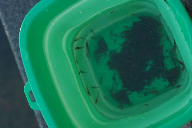 “东方明珠”？初秋带娃往高处去！AG真人试玩平台长沙人有自己的(图16)